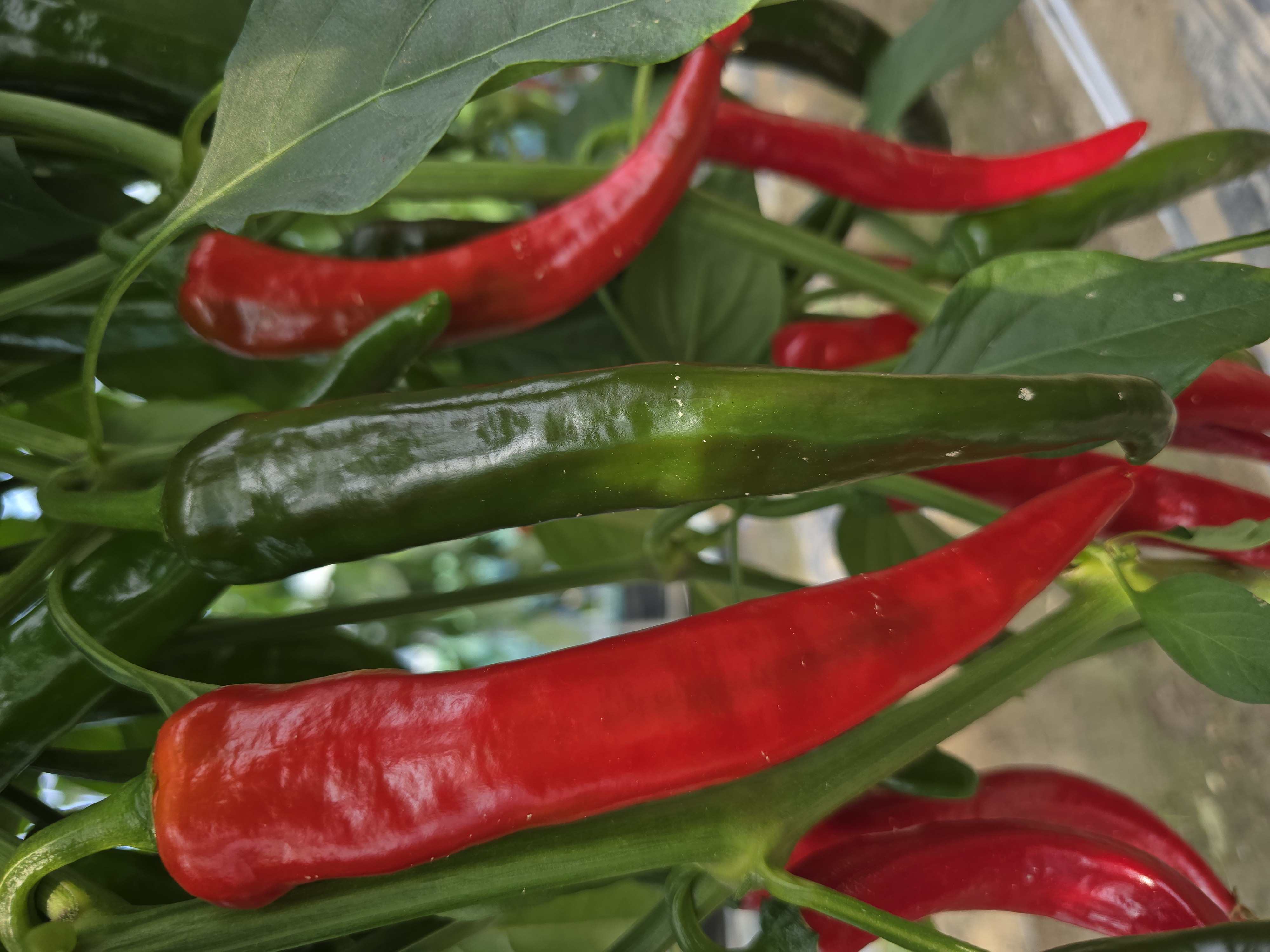 충남 청양 햇고추